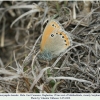 coenonympha leander male2
